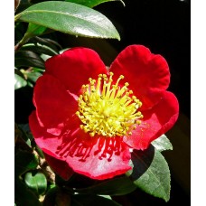 Yuletide Camellia